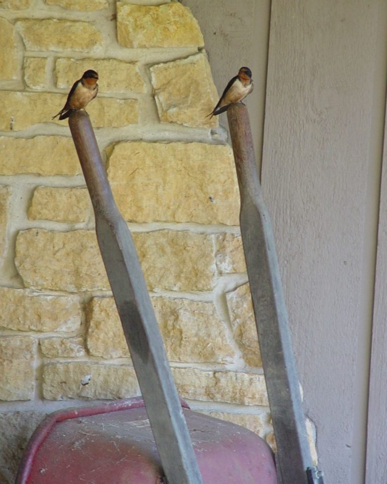 Two birds perched on a tipped over wheelbarrow