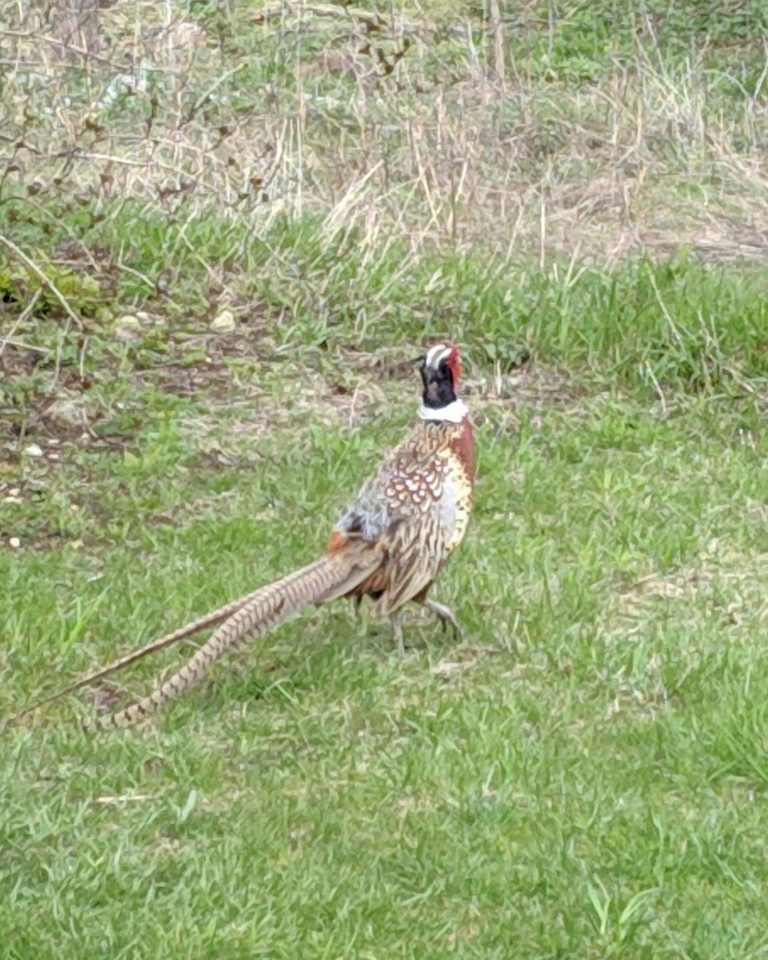 Pheasant Birds