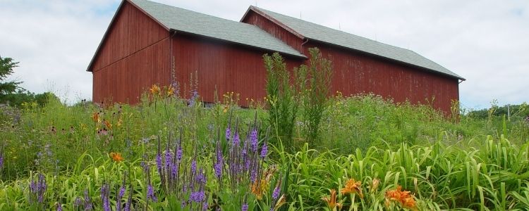 Barn with Prairie Flowers