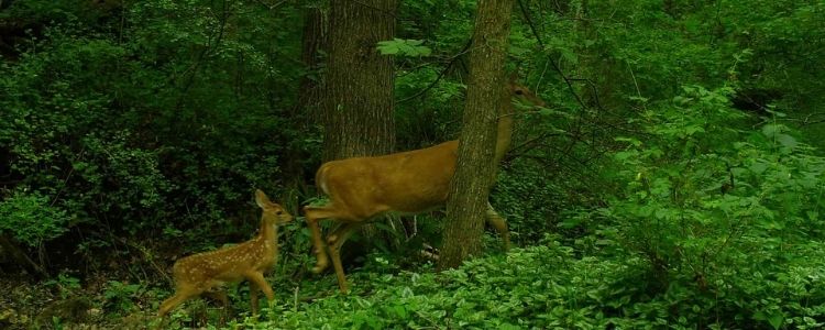 Deer in the Woods