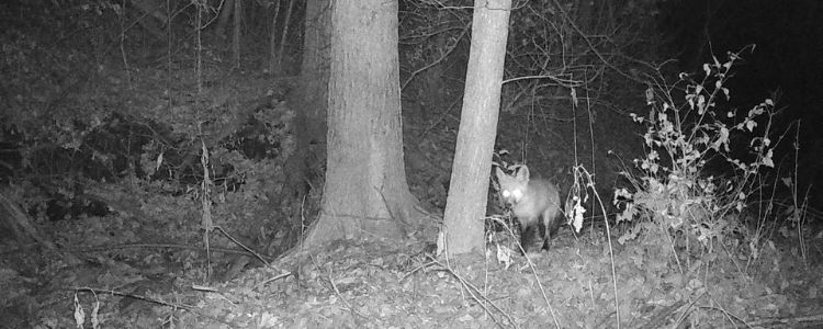 Fox in the Woods at Night