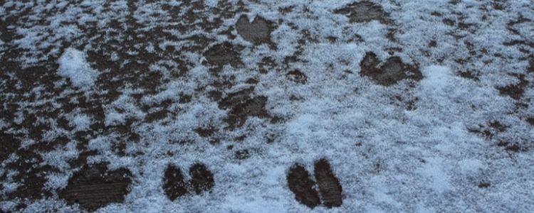 Winter Family Fun in Wisconsin: Animal Tracks in the Snow!