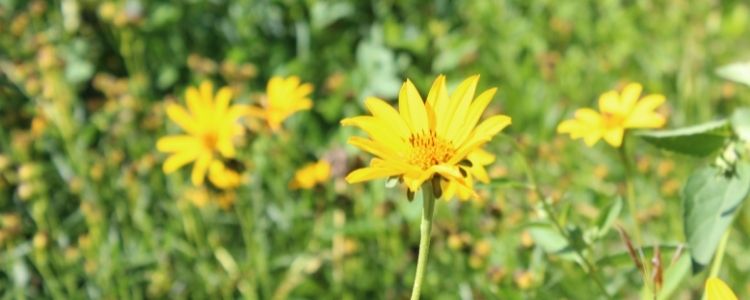 Yellow flower in the garden