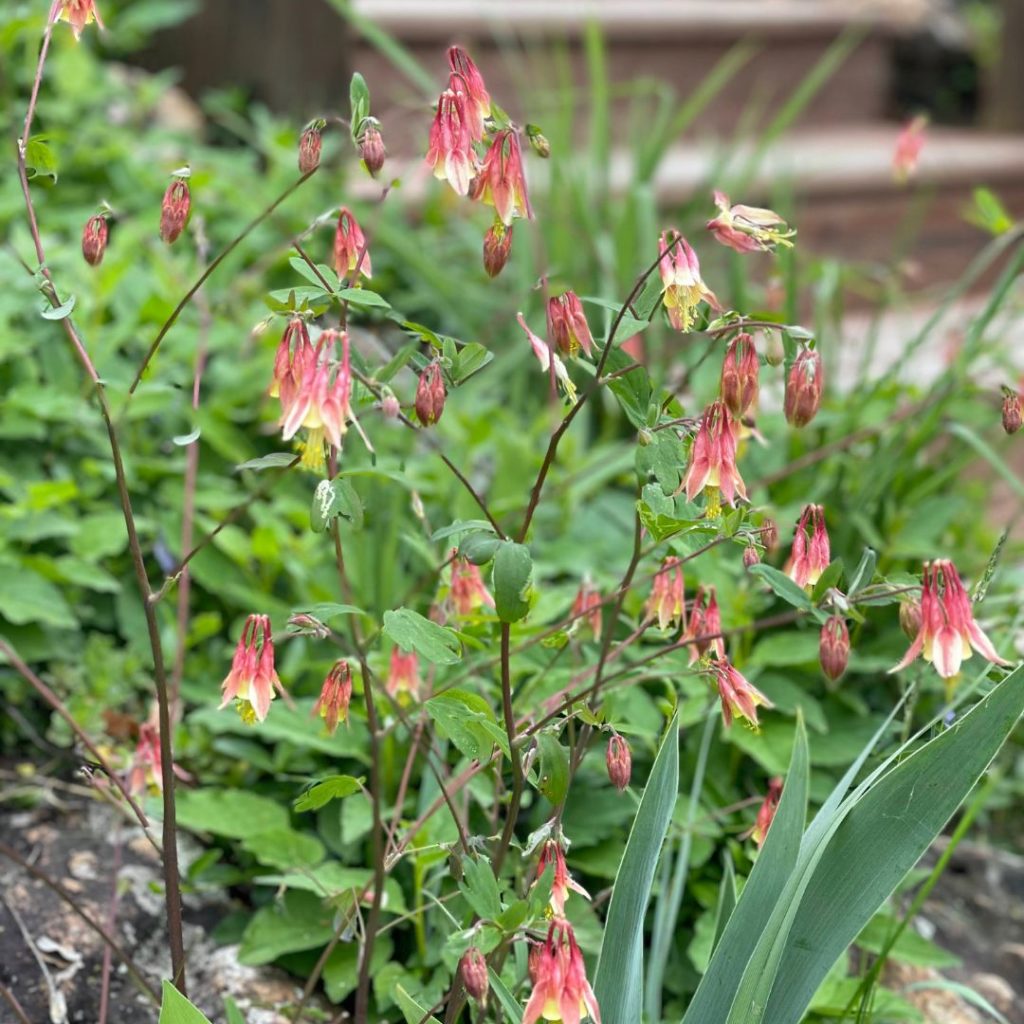 Red Columbines