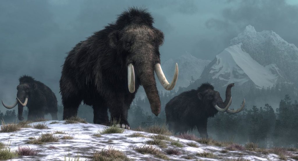 Mammoth walking