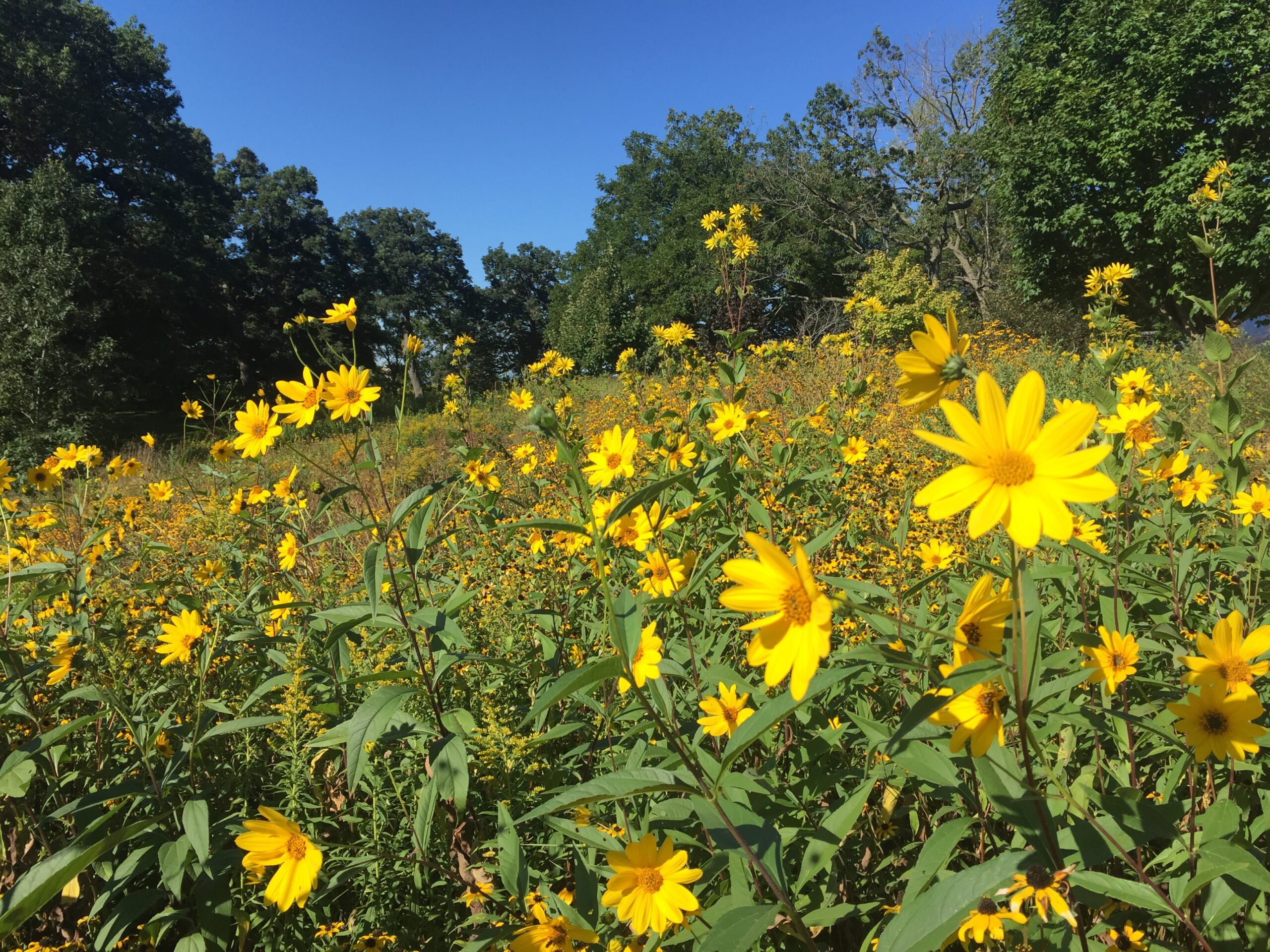 Hundreds of yellow flowers scattered beneath a bright blue sky. 
