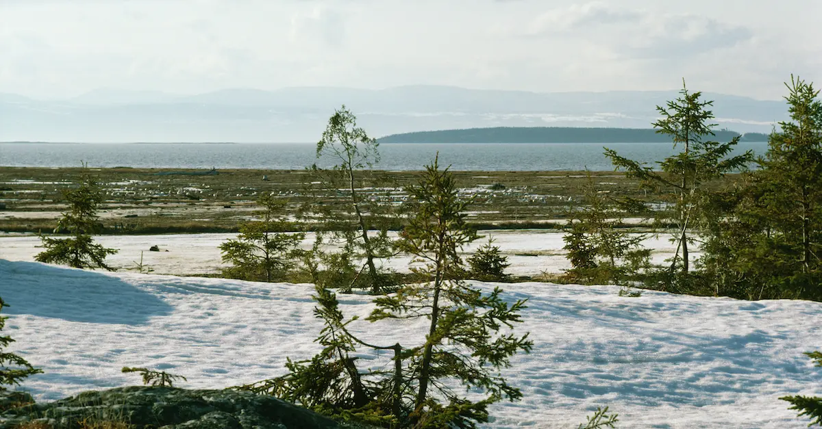 Source: Getty Images. A snowy, barren landscape is interrupted by sparse pine trees. Water is seen off in the distance.