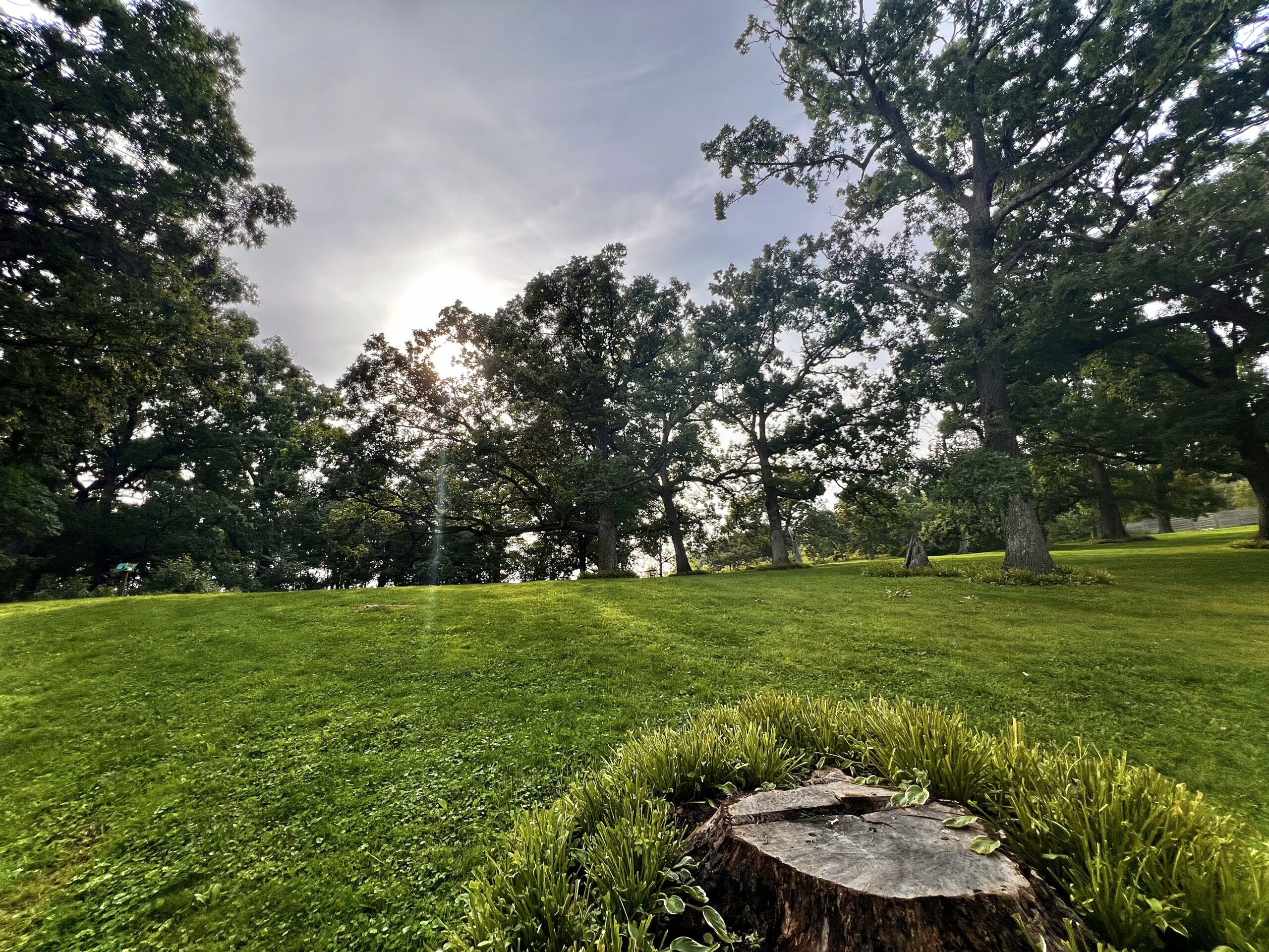 A summer photo of the hillside. Several oak trees are scattered in the background and on the horizon. A large oak stump is seen in the foreground surrounded by tall grass.