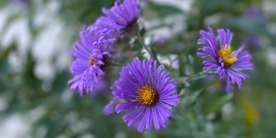 Asters at Cave of the Mounds