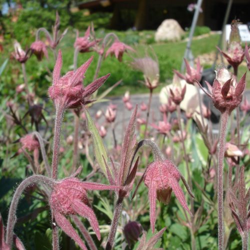 Prairie Smoke