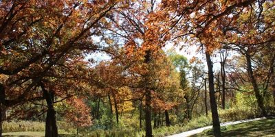 Deciduous Trees