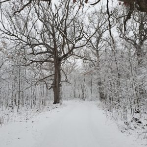 Snow-covered path in our Winter Wonderland