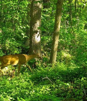 Deer in woods