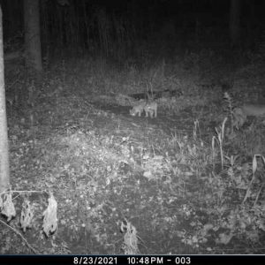 bobcat at night