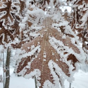 Frost/Snow covered leaf