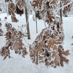 Frost/Snow covered leaves