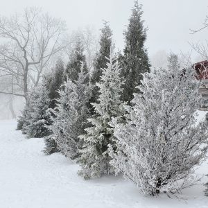 Snow covered Pine Trees in our Winter Wonderland
