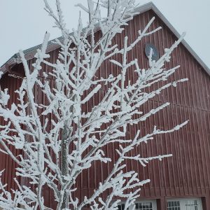 Ice covered tree branches