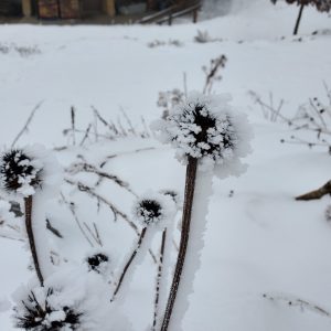 ice covered plants