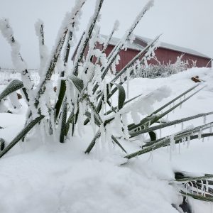 ice covered plants