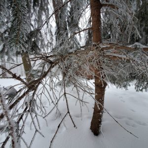 Winter photo of trees and snow covered foliage in our Winter Wonderland