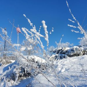 Frost covered plants in our Winter Wonderland