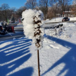 Frost covered plant
