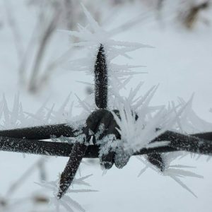 Frost covered barbed wire in our Winter Wonderland