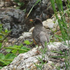 Robin Bird on a rock