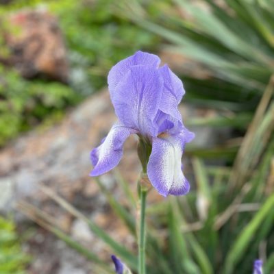 Purple Iris Flowers