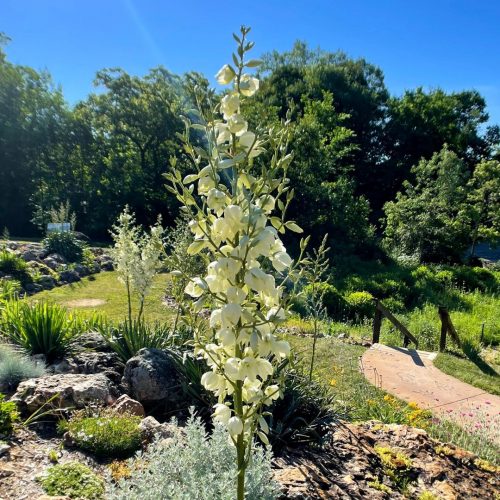 Lily of the Valley Flowers