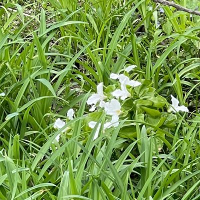 Trillium Flowers