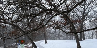 Deciduous trees