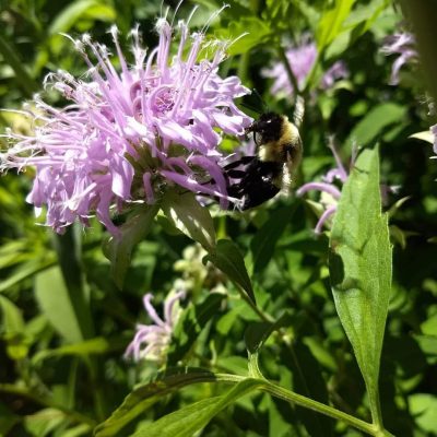 Bergamot Flowers