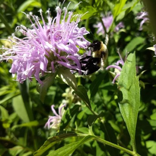 Bergamot Flowers