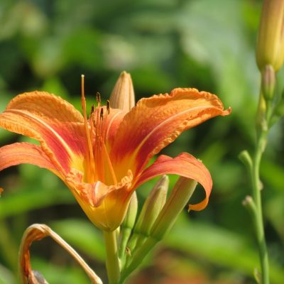 Daylily Flowers