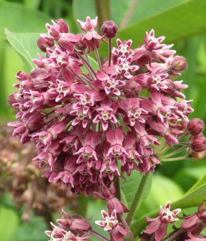 Milkweed Flowers