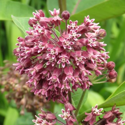 Milkweed Flowers