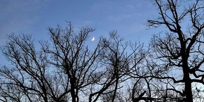 Moon in the Trees