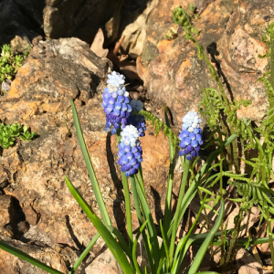 Purple Flower