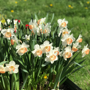 Daffodils