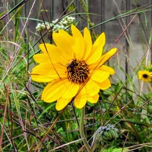 Yellow FLower in Southwest Wisconsin