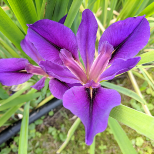 Japanese Iris in Southwest Wisconsin