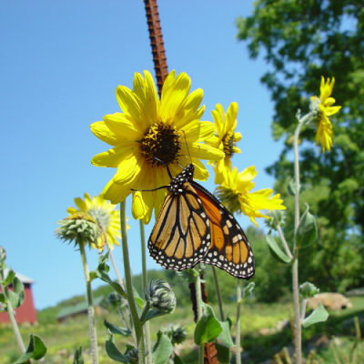Monarch Butterfly on Yellow flower