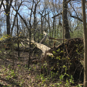 Fallen Tree in the Oak Savanna Woodland at Cave of the Mounds
