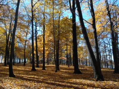 Brigham Park Dane County Autumn leaves and high trees