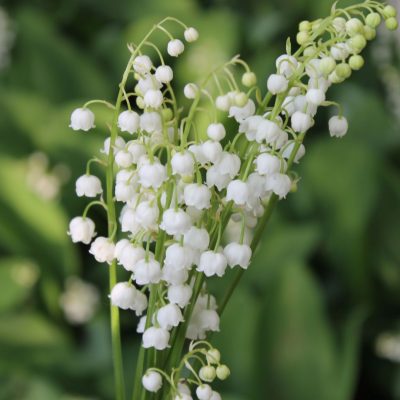 Lily of the Valley