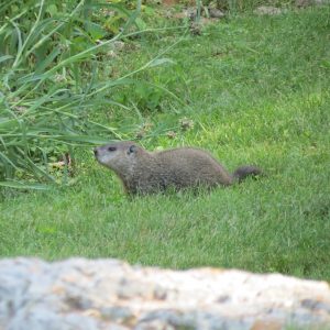 Woodchuck in Wisconsin