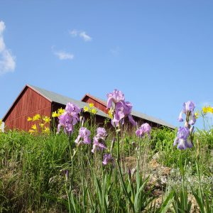 Photo of yellow and lavender Flowers with Barn in the background and blue sky above ground