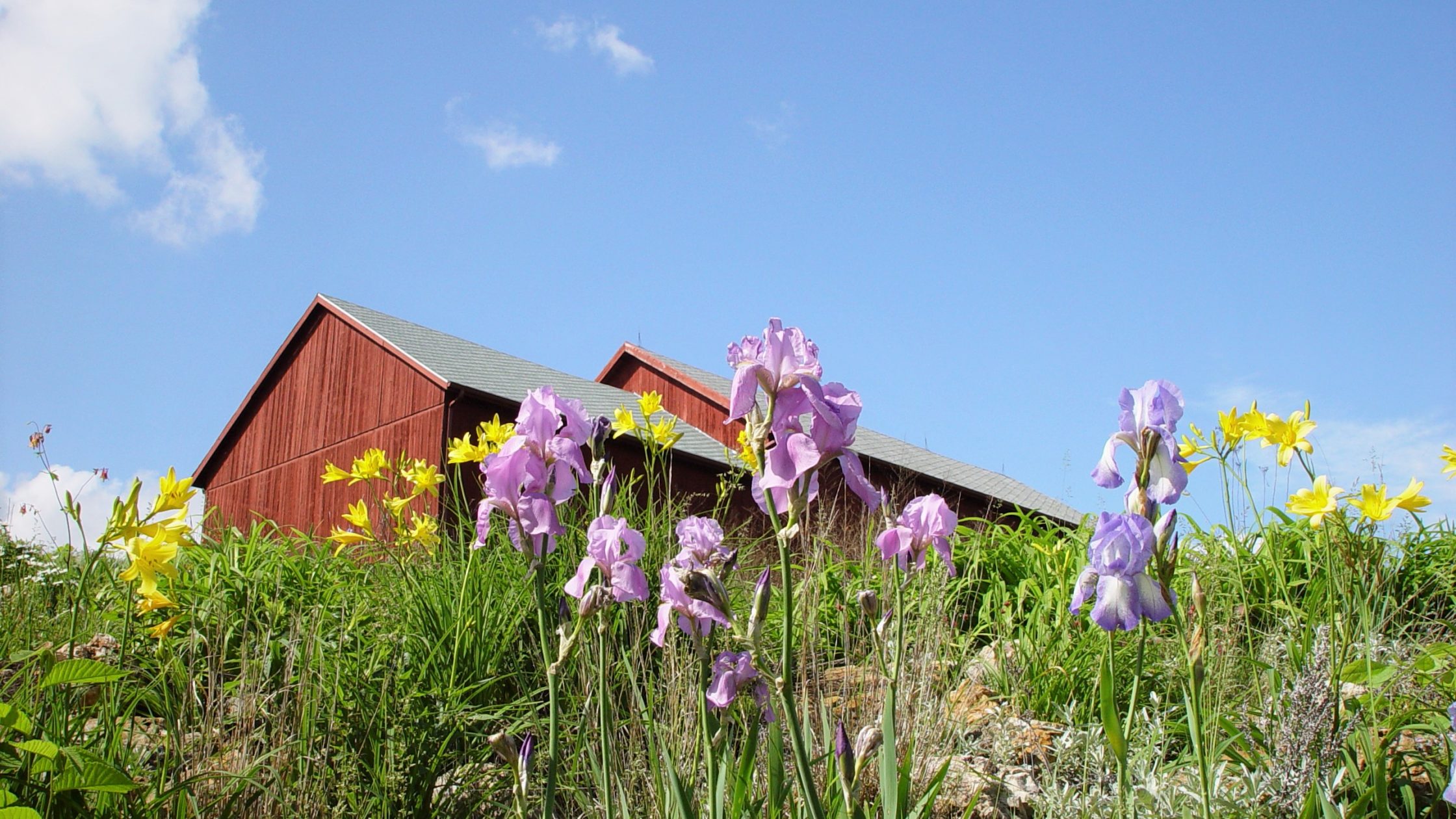 Photo of yellow and lavender Flowers with Barn in the background and blue sky above ground